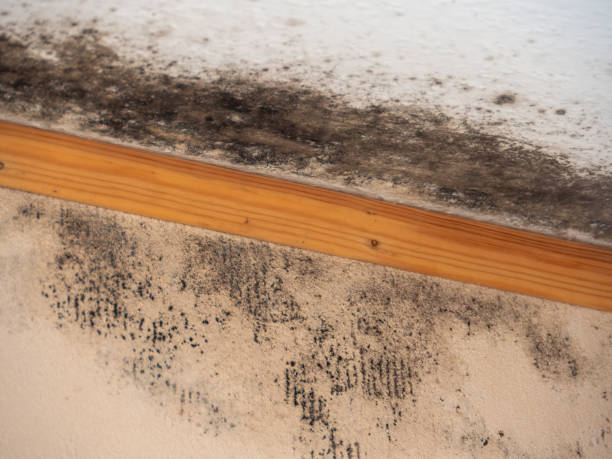 Best Post-Construction Mold Inspection  in Vineyard, UT