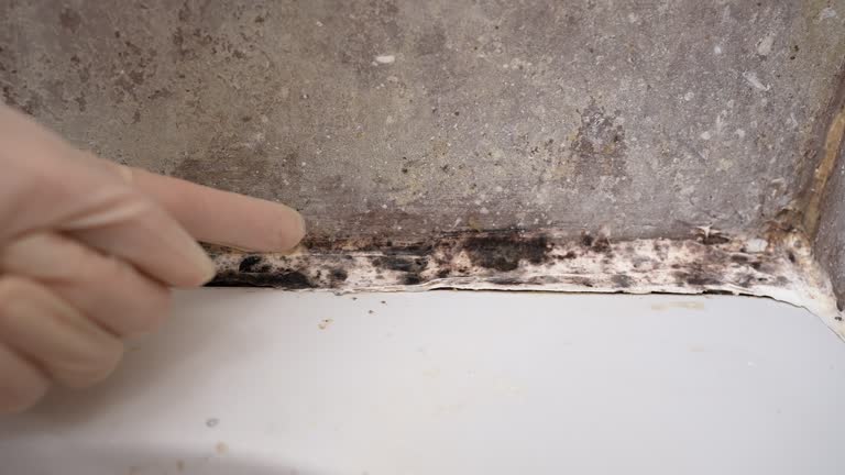 Best Comprehensive Air Testing for Mold Contaminants  in Vineyard, UT